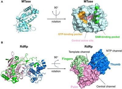 Recent advances in the study of zika virus structure, drug targets, and inhibitors